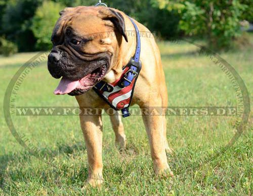 Dog Walking Harness Exclusive for Bullmastiff | Leather Harness
