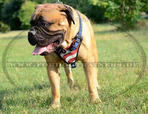 Bullmastiff K9 Harness Leather Padded