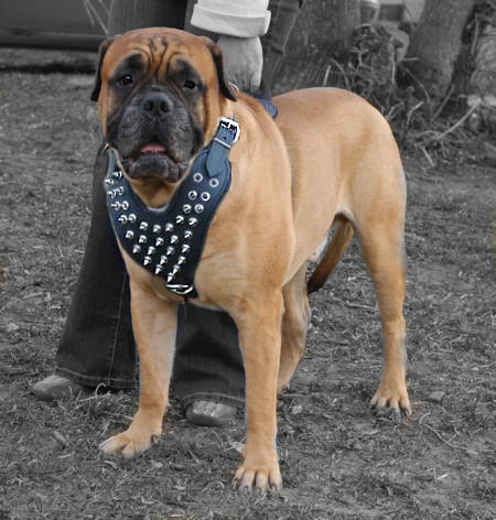 Bullmastiff Lauf-Hundegeschirr mit Spikes H9