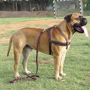 Bestseller Bullmastiff Such-, Zug- ,Lauf-Hundegeschirr aus Leder H5 - zum Schließen ins Bild klicken