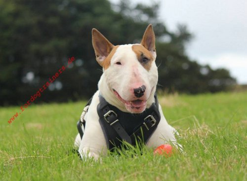 Leather Harness for Bull Terrier