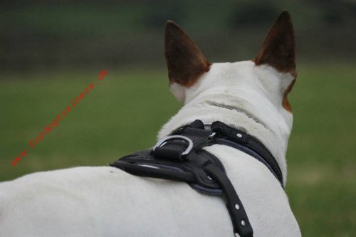 Leather Harness for Bull Terrier