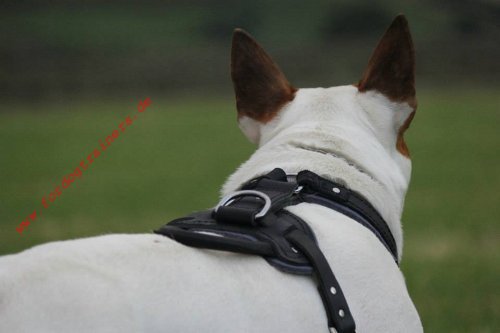 Hundegeschirr Leder Bulterrier