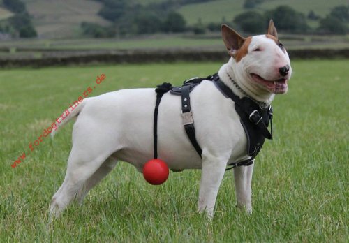 Leather Harness for Bull Terrier