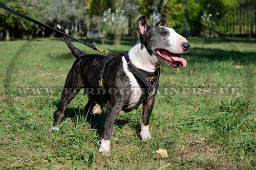 Geschirr Leder für Bullterrier , Suchgeschirr