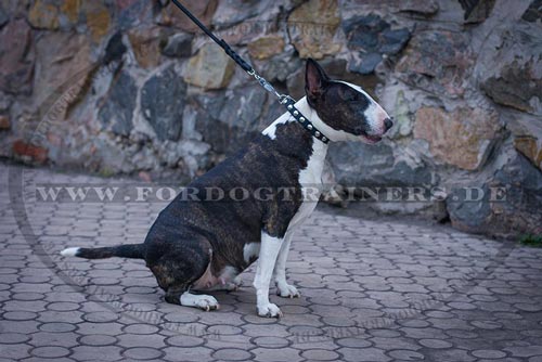 Bullterrier Leder Halsband runden Nieten