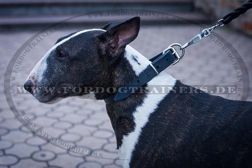 Bullterrier klassisches Leder Halsband