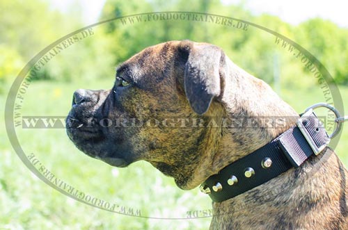 Deutscher Boxer Nieten Hundehalsband mit Spikes