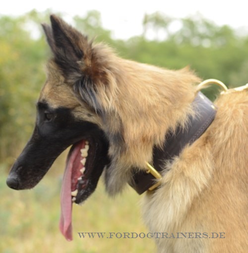 Zweilagiges Hundehalsband für Tervueren