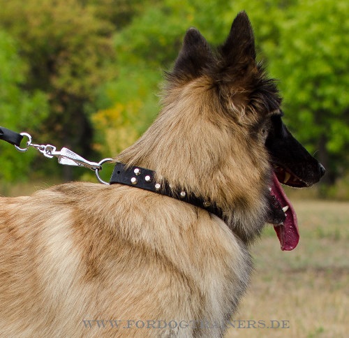 Hundehalsband für Tervueren mit Nickel- Pyramiden - zum Schließen ins Bild klicken