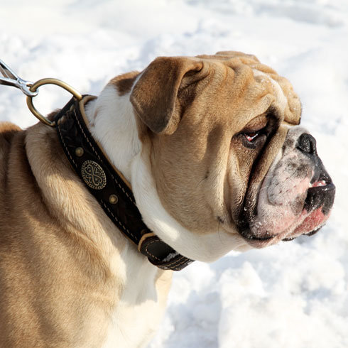 Exklusives Hundehalsband für Englische Bulldogge, Leder-Schwarz - zum Schließen ins Bild klicken