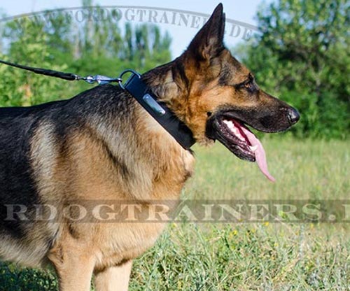 Leder Halsband mit ID-Tag für Deutschen Schäferhund - zum Schließen ins Bild klicken