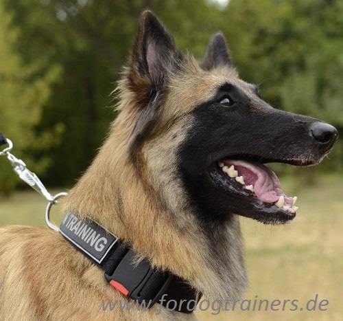 Tervuren Dog Collar from Nylon with Patches