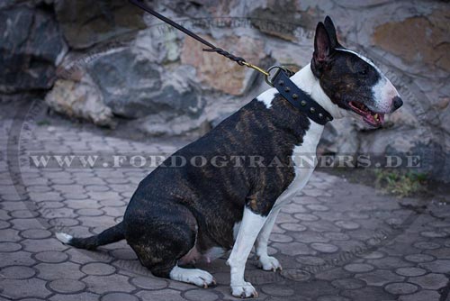 Bullterrier starkes Leder Hundehalsband genietet