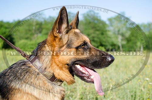 Leather dog collar with studs for German Shepherd - Click Image to Close