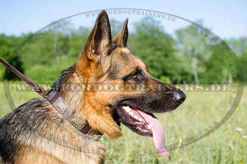 Schäferhund Halsband mit Messingplatten - zum Schließen ins Bild klicken