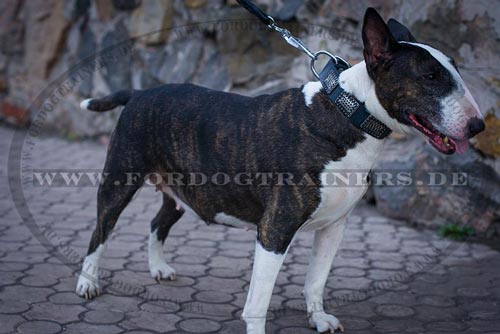 Bullterrier "Rocky" Halsband mit Platten