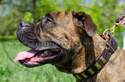 Deutscher Boxer Hundehalsband aus Leder genietet