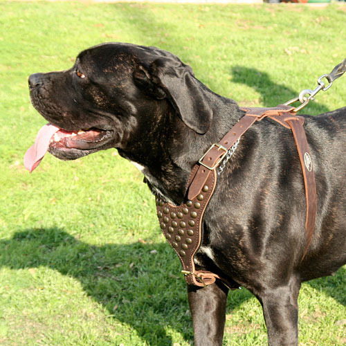 Cane Corso Geschirr Leder