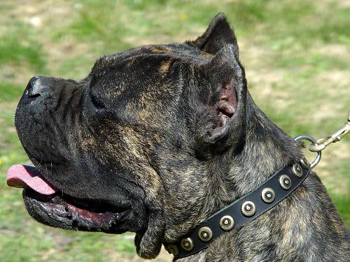 Cane Corso Dog Collars of Leather with round Decorative Studs - Click Image to Close
