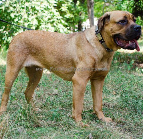 Cane Corso Halsband Leder Breit Exklusiv Verziert