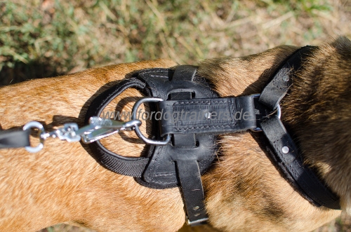 Cane Corso Harness for Sport and Agitation