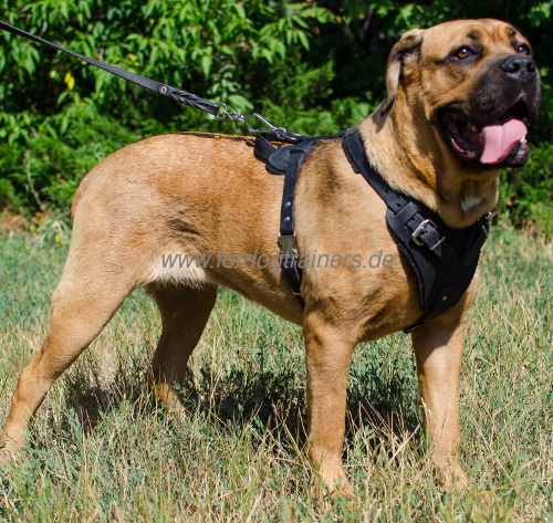 Cane Corso Harness for Sport and Agitation