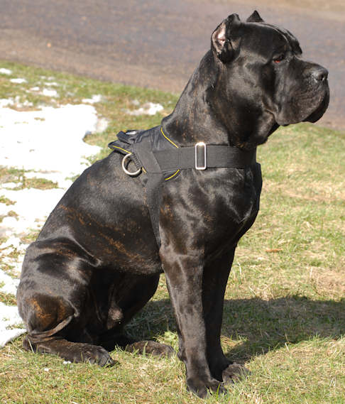 Nylon Harness for Cane Corso