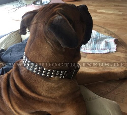 Cane Corso Lederhalsband mit 3 Reihen Pyramiden