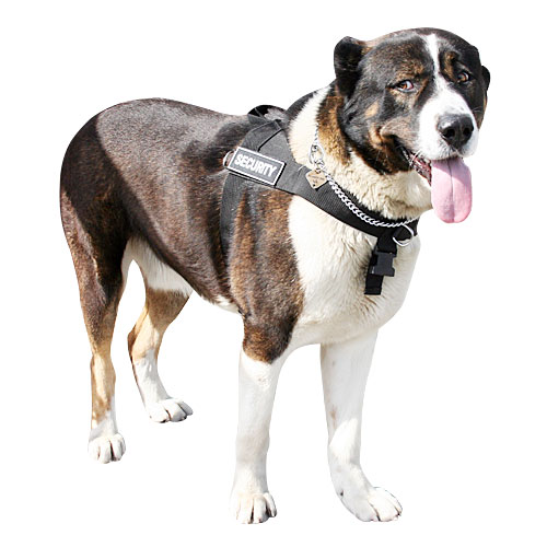 Caucasian Ovcharka dog nylon  harness