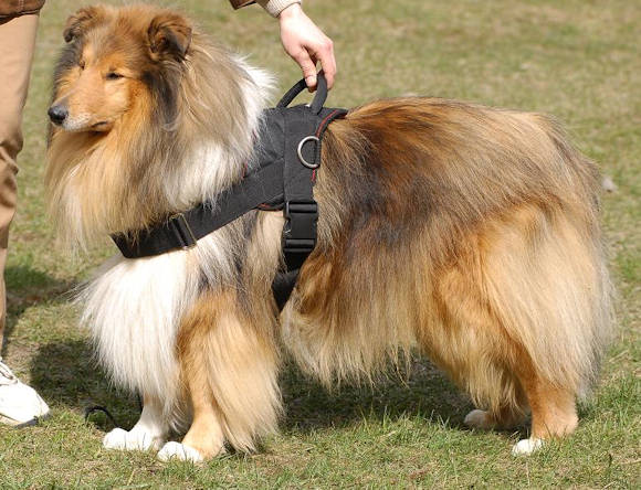 Bestseller Allwetter-Hundegeschirr aus Nylon für Collie - zum Schließen ins Bild klicken