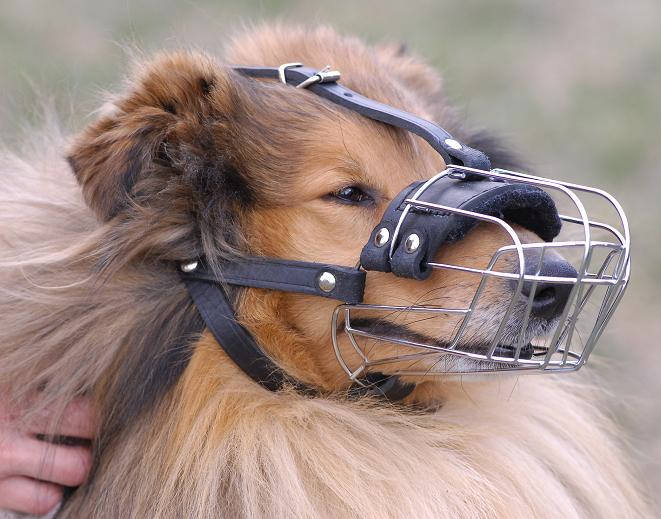 Wire Basket Dog Muzzle for Collie