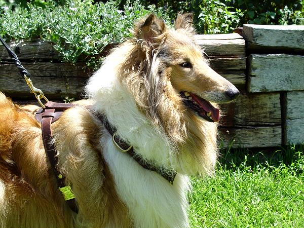 Collie Luxury Handcrafted Leather Large Harness H7