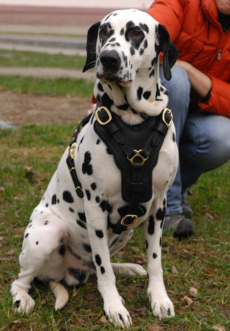 Dalmatian Edles Hundegeschirr aus Leder H10