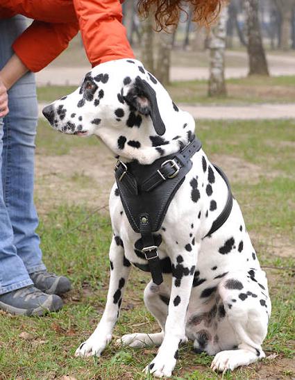 Hundegeschirr aus Leder für Dalmatian - zum Schließen ins Bild klicken