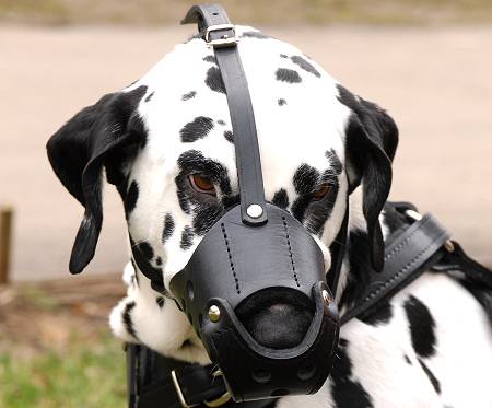 Dalmatian Ledergepolsterter Alltags-Hundemaulkorb M51 - zum Schließen ins Bild klicken