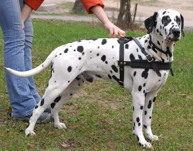 Dalmatian Tracking,Pulling,Walking Leather Dog Harness H5