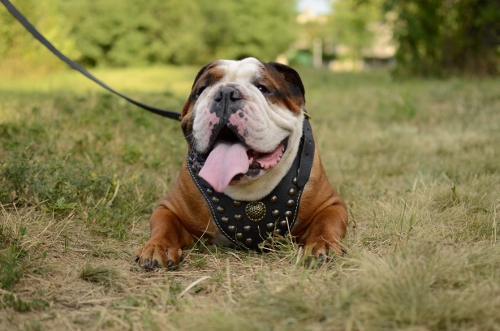 Designer Leder Geschirr für Englische Bulldogge Exklusiv❢❢ - zum Schließen ins Bild klicken
