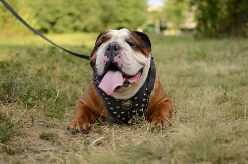 Designer Leder Geschirr für Englische Bulldogge Exklusiv❢❢