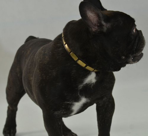 Bulldogge Hundehalsband Leder