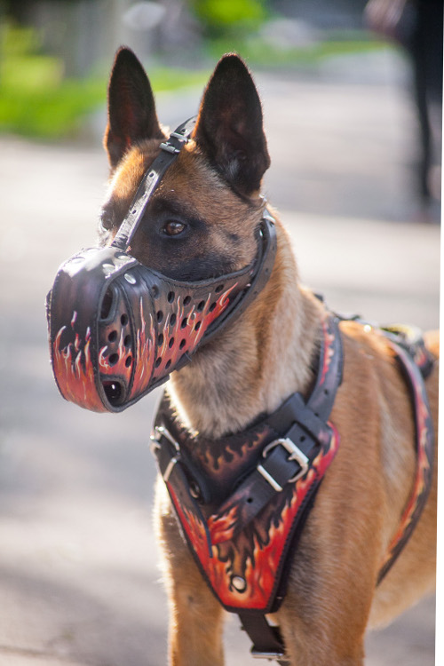 Malinois Dog Harness