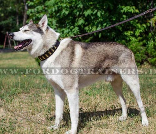 Designer West Siberian Laika Halsband mit Messingblöcken