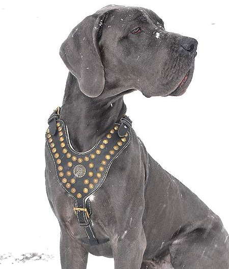 Great Dane Royal Dog Studded Leather Harness - Click Image to Close