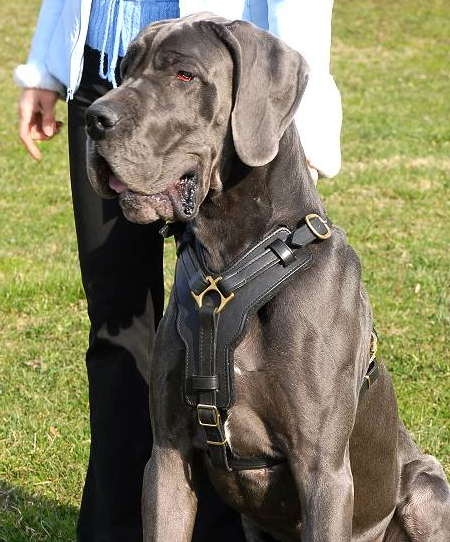 Exclusive Handcrafted Padded Leather Harness for Great Dane