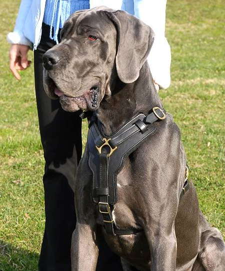 Bestseller Deutsche Dogge Edles Hundegeschirr aus Leder - zum Schließen ins Bild klicken