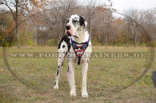 Ledergeschirr USA Design fuer Deutsche Dogge