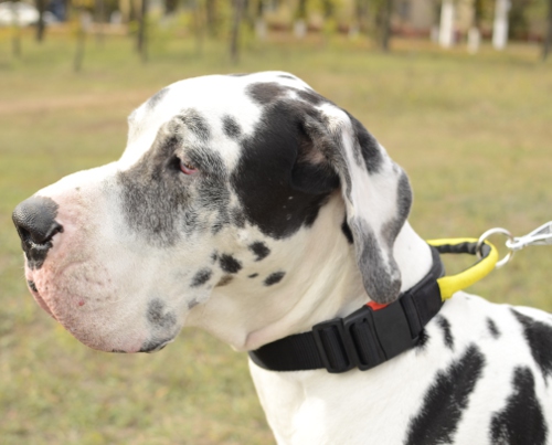 Great Dane nylon collar with handle