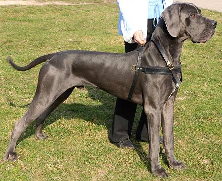 Walking Dog Harness for Great Dane 