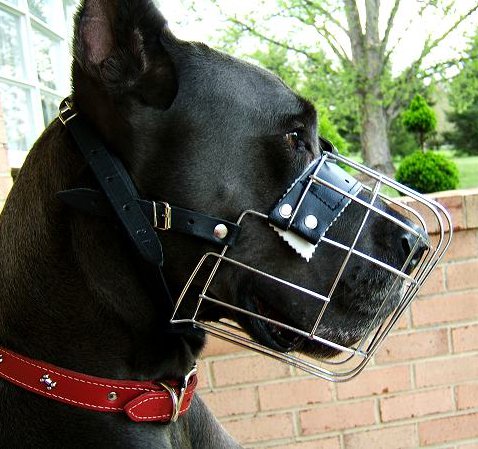 Great Dane Muzzle Light Weight, best Muzzle!