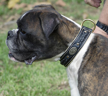 Braided Dog Collar for German Boxer